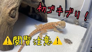 【閲覧注意】新しくお迎えしたフトアゴヒゲトカゲにゴキブリ与えてみた‼︎