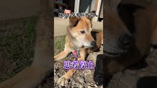 愛犬に「アウアウは？」と聞いてみた結果#shorts