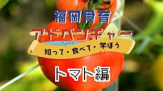 【福岡食育アドベンチャー】知って・食べて・学ぼう（トマト編）～小中学生向け食育動画～