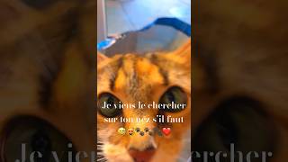 chat drôle et intelligente.(qu’est-ce que je ne ferais pas pour toi ?).#cat #cute #funny #shorts.😻