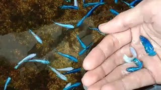 Mantap Mutasi Anakan Ikan Cupang Blue Rim