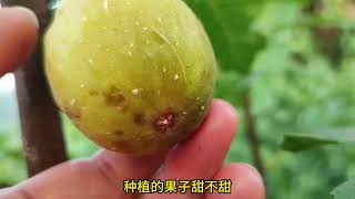 无花果种植中，芭劳奈果子没有波姬红甜，什么原因造成