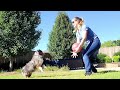 teach your dog volleyball how to