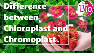 What is the difference between Chloroplast and Chromoplast? by Simply The Best BIO