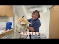 跟著我們一起去救援！替十歲秋田犬終結流浪生活！｜頻道會員一起救援計畫