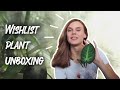 UNBOXING 1,5 WISHLIST PLANT! Anthurium Villenaorum & Variegated Peace Lily