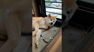 秋田犬-迅JIN- おじさんみたいになるじん君 #秋田犬#6ヶ月#迅#akitainu#아키타이누