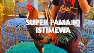 SUPER PAMA IQ BGW FARM ❗️❗️❗️