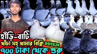 হাঁড়ি-বাটি খাঁচা সহ কবুতর কিনুন || মাত্র ৭০০ টাকা জোরা থেকে শুরু || কম দামে ফেন্সি কবুতর বিক্রি হবে