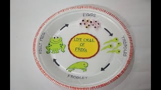 Life cycle of Frog | Model of Life cycle of FROG | Easy Model | Science Model