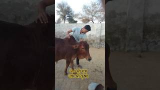 🙏❣️ जय गोऊ माता 🙏 जय श्री राम 🙏#respect #humanity #cow #help #youtubeshorts #trending #shorts #yt