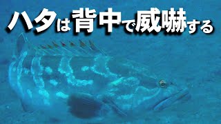 【 クエ・オオモンハタ 】ハタは背中で威嚇する　Grouper Intimidate on the back