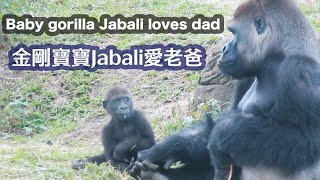 金剛寶寶Jabali愛老爸-Baby gorilla Jabali loves dad