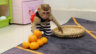 Baby Monkey GiGi Take Oranges For Her Bro Bono