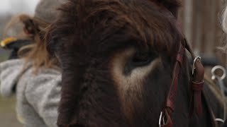 L'âne des Pyrénées en compétition au salon de l'agriculture de Paris