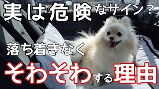 【犬　落ち着く】超危険？！犬が落ち着きなくしている時の理由【犬の気持ち】