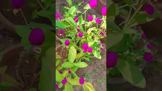 വാടാമല്ലി/വാടാമുല്ല/Gomphrena Globosa/Vadamalli/Vadamulla/#shorts #shortsvideo