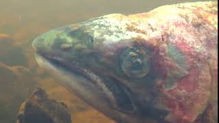 Adult wild salmon eaten alive by sea lice