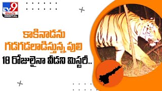 కాకినాడను గడగడలాడిస్తున్న పులి.. రోజులైనా వీడని మిస్టరీ.. - TV9Digital