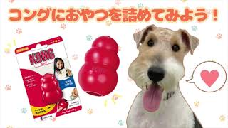 【犬の知育玩具】遊びながらトレーニングもできる！【KONG /コング】の使い方