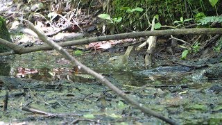 河口湖フィールドセンターのウグイスの水浴び　その１４（4K60P動画）