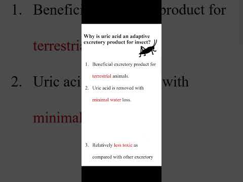 What is the main excretory product of insects?