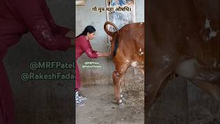 गौमूत्र महा औषधि। #gaumutra #medicine #cow Gau Mutra Ark #ark #live #latest #kapilacow #love #origin