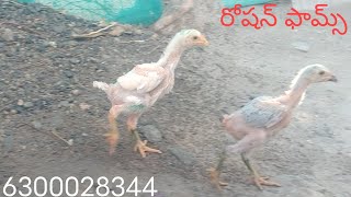 6300028344. బలిష్టమైన పది పిల్లల బ్యాచ్