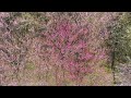 【4k】自然風景 ドローン drone『究極の癒し映像』 relaxation healing 梅 『春告草 はるつげぐさ』〜blooming plum blossoms〜 鳥のさえずり 自然音