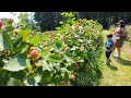 cortando moras negras picking blackberries piscando moras negras