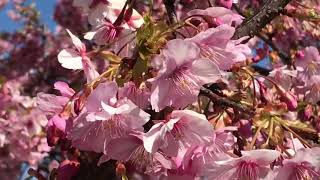 CHERRY BLOOSOMS  満開の河津桜と陽光桜の開花状況　4k