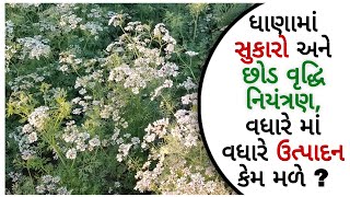 ધાણામાં સુકારો અને છોડ વૃદ્ધિ નિયંત્રણ, વધારે માં વધારે ઉત્પાદન કેમ મળે ?