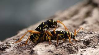 Intense mating of longhorn beetle Plagionotus arcuatus