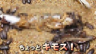 【閲覧注意】大量の黒虫が大小4匹のカタクチイワシを・・【ミルワーム】