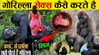 देखिए गोरिल्ला संबंध कैसे करते हैं, हैरान रह जाओगे | Amazing Facts About Gorilla