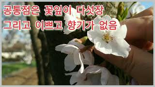 복숭아꽃과 벗꽃 구별법