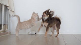 毎日子猫が先住犬を倒す訓練をした結果、こうなりましたwwww