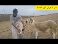 تعلم كيف طريقة ذبح أضحية العيد مع عمر أبو حفصة النحيلي