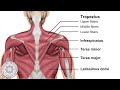 pectoral muscle in yoga yoga anatomy online yoga school