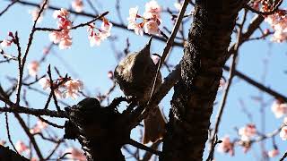 Ohanami Tokyo Shinjuku Gyoen Garden　お花見　東京　新宿御苑　薩摩寒桜　2022/2/27 54