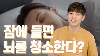 자는 동안 뇌가 깨끗이 청소된다? [핫클립] / YTN 사이언스