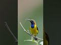 olive backed sunbird. birds birdsounds birdwatchinglife