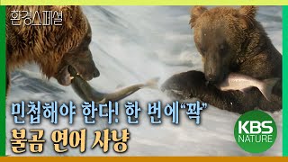 민첩해야 한다! 한 번에 “꽉” 불곰 연어 사냥 [환경스페셜-동물 대이동 위대한 여정 제2편 2만km 바다대장정 연어] / KBS 20080116 방송