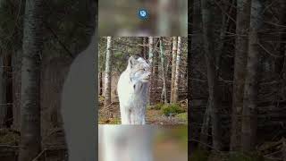 Captan a majestuoso lince salvaje en bosque de EEUU