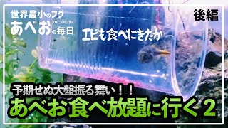 あべお食べ放題に行く2　後編　#46（世界最小フグ・アベニーパファー）【あべおVLOG】