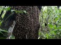 Cara panen madu ala suku badui