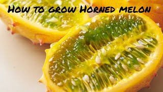 FASTEST WAY TO GROW THORN(HORNED) MELON (Kiwano fruit) from seed to fruit.#gardenideas#seedstarting