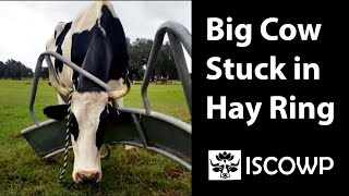 Big Cow Stuck in a Hay Ring