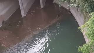 新加坡野生水獭 City In Nature _ Watch The 2A1J6pups Smooth-coated Otters _ 07 Dec 2024 _  Singapore 7.05am