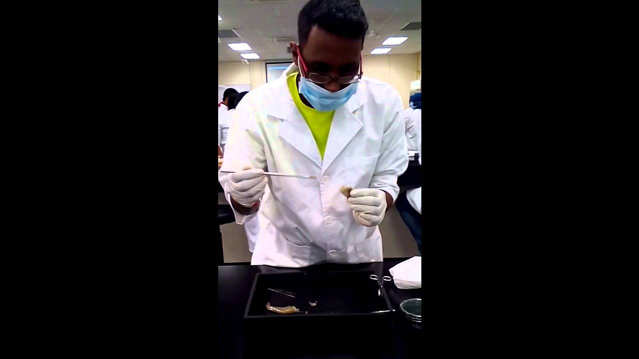 Practical 2 - BACTERIA ISOLATION GROUP 1 - YouTube